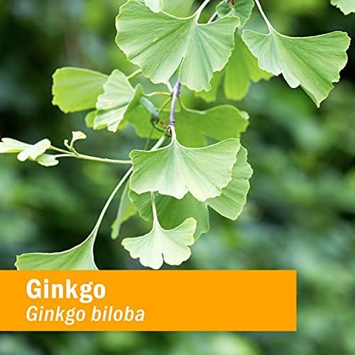 Herb Pharm Certified Organic Ginkgo Liquid Extract for Memory and Concentration - 1 Ounce (781468)