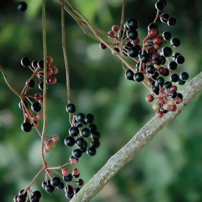 Waterglider International Organic Elderberries 1 lb
