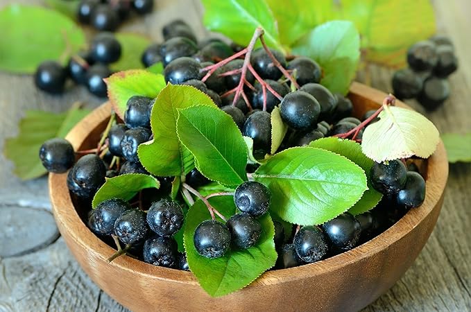 Organic Aronia Berry Powder | 52 Servings | Aronia Extract from Black Chokeberry Plant | Black Chokeberry Supplement | Rich in Polyphenols | Aronia Berry Powder Organic