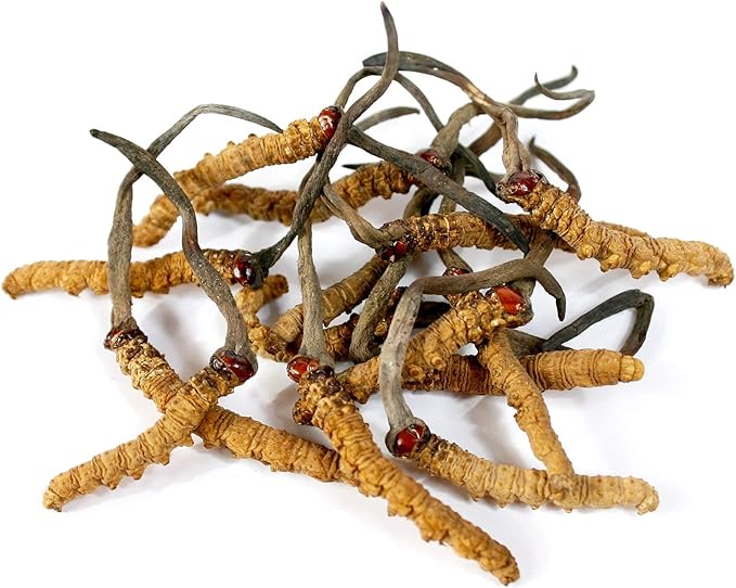 Dragon Herbs - Cordyceps Capsules - 100 Capsules, 450 mg Each