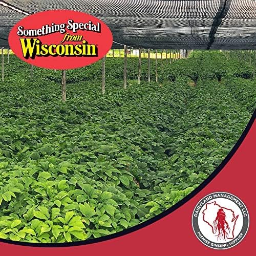 Dairyland Premium American Ginseng Powder 西洋参 - 16 oz Pack of Wisconsin Ginseng Root Powder - Non-GMO, Gluten Free Powdered Ginseng - Use Ginseng Herbal Supplement for Smoothies, Baking, Tea