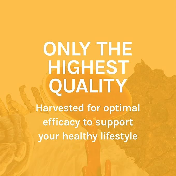 Host Defense MycoBotanicals Energy* Capsules - Energy & Respiratory Support Supplement - Herbal Green Tea Capsules - Respiratory Supplement with Cordyceps, Reishi & Chaga - 60 Capsules (30 Servings)*
