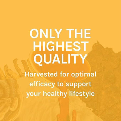 Host Defense MycoBotanicals Energy* Capsules - Energy & Respiratory Support Supplement - Herbal Green Tea Capsules - Respiratory Supplement with Cordyceps, Reishi & Chaga - 60 Capsules (30 Servings)*