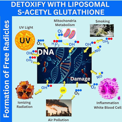 Liposomal S-Acetyl L-Glutathione Resveratrol, Hyaluronic Acid & Collagen 500 mg-480 Softgels