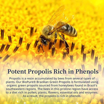 BioPure Brazilian Green Propolis Pure Propolis Extract – Natural Freeze-Dried Extract with Atrepillin-C ad Phenols to Support Respiratory, Gastrointestinal, and Immune Function – 60 Capsules